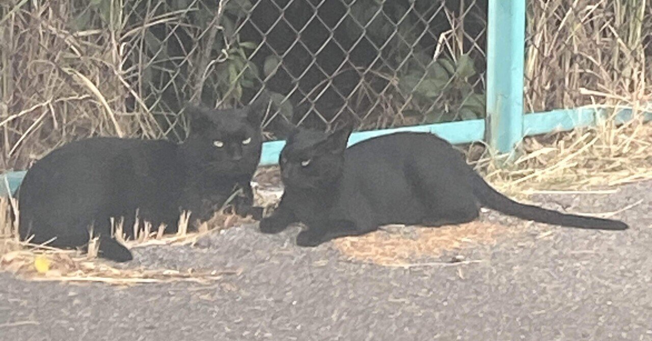 黒猫🐈‍⬛2匹｜虹彩の亀ゆみ