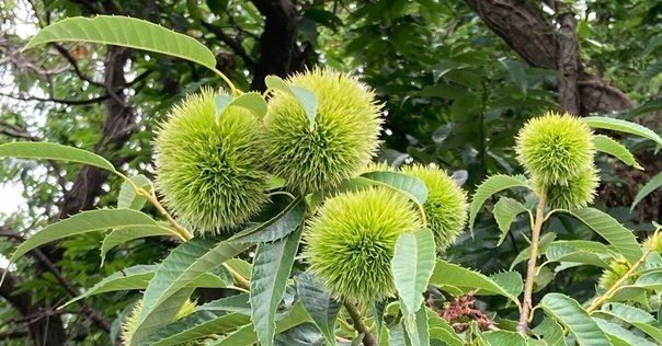 鹿の角　10本まとめて　名勝耶馬渓産　魔除け 鹿の角 10本まとめて 名勝耶馬渓産 魔除け