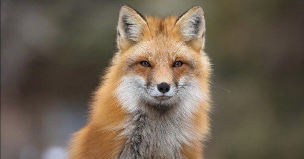 🦊【文化のしくみ #14】なぜ狐は“賢い存在”とされたのか？──益獣から