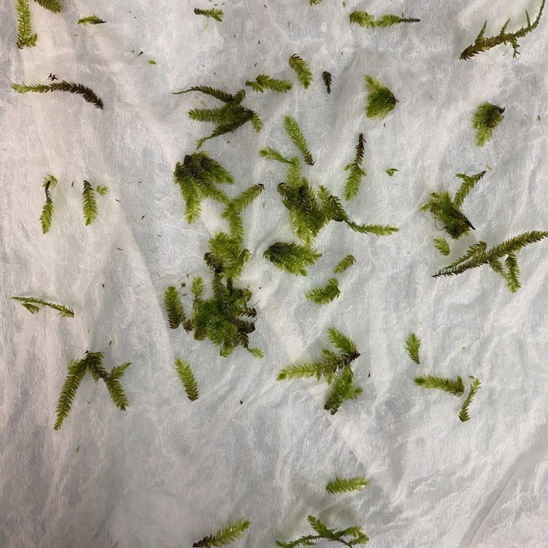 ミスト式水槽は苔の生すまで Colzafeuille店長 Note