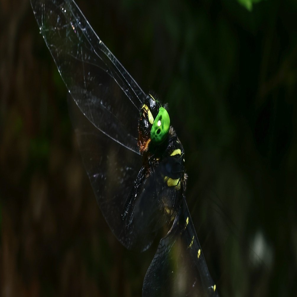 インタビュー】トンボの魅力を切りとる（トンボ写真家・Puchi ʚïɞ