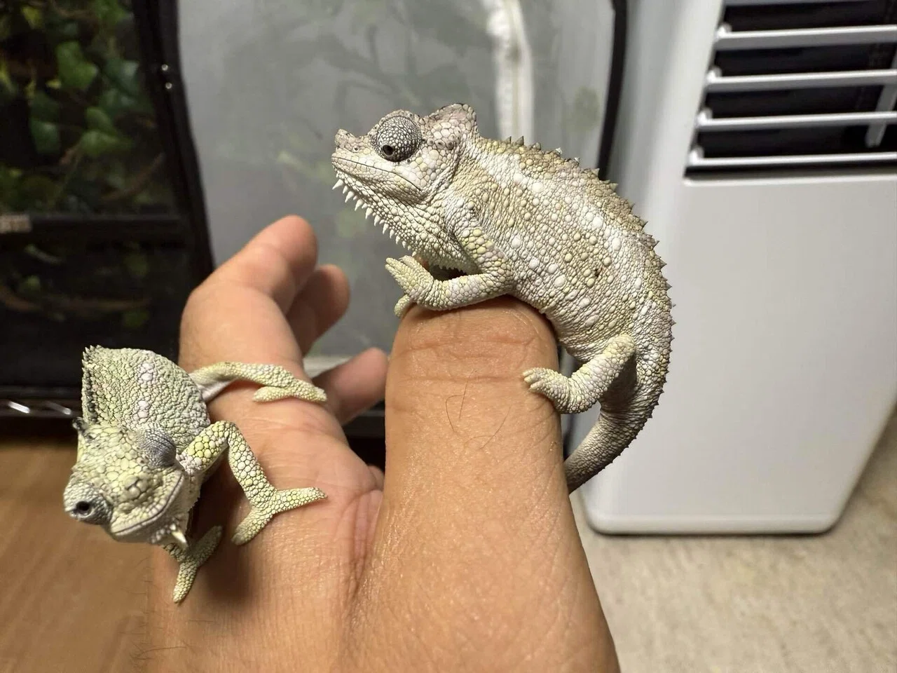 ホーネリーカメレオンの繁殖について｜まちお