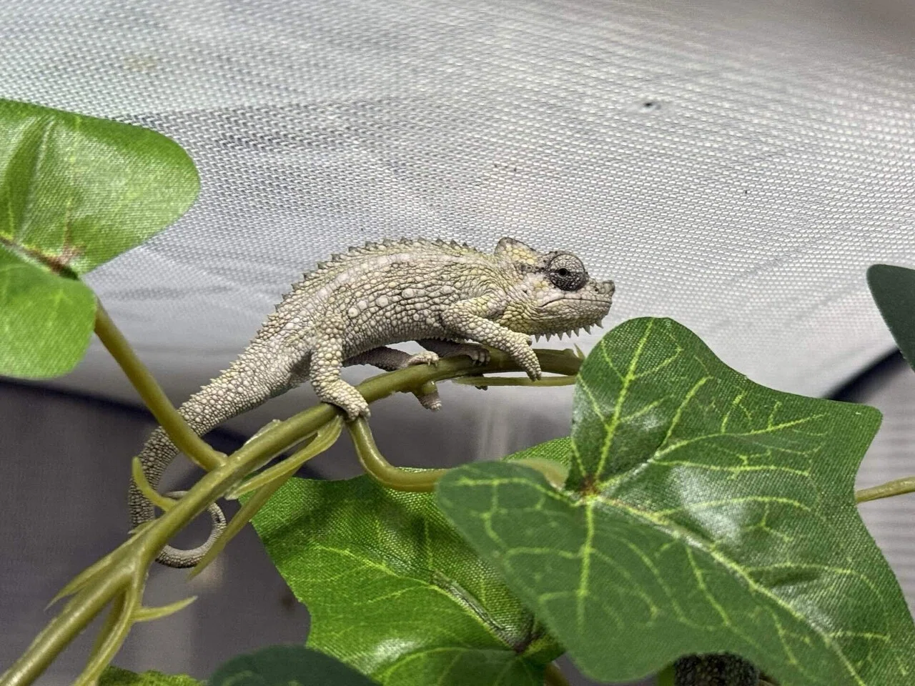 ホーネリーカメレオンの繁殖について｜まちお
