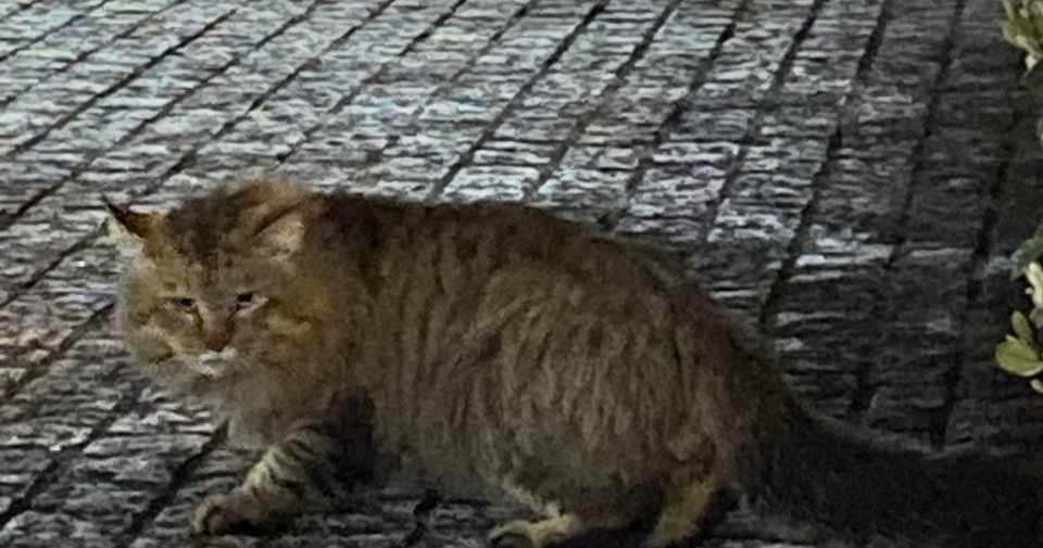 僕たちは可哀想な生き物なのか そと住みという選択肢 猫想想像日記 Note