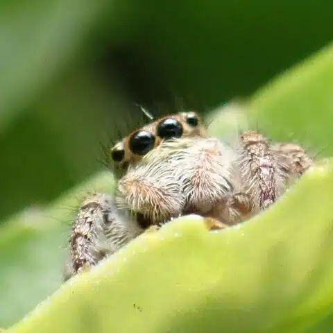 蜘蛛