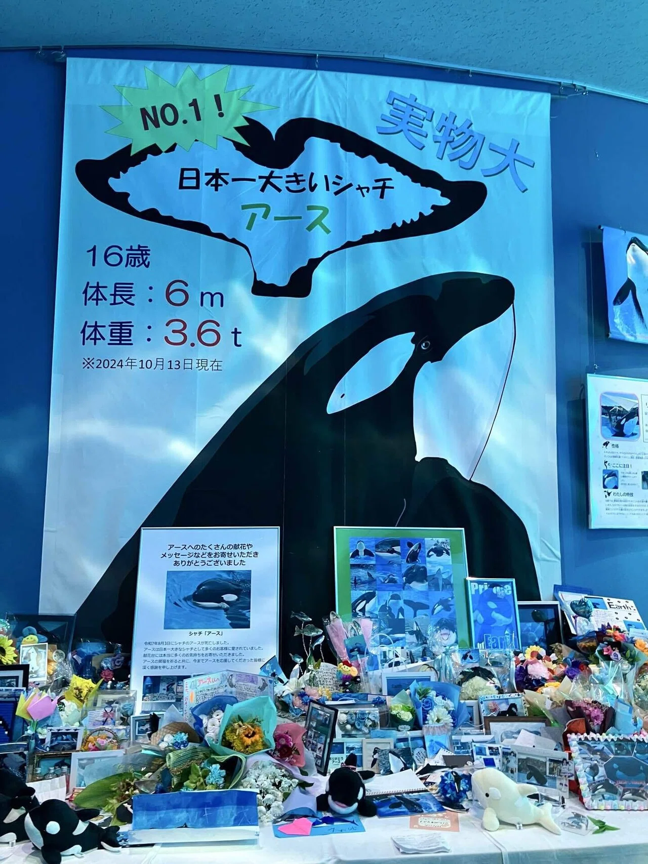 シャチのアース君、月命日🙏｜Etsuko Nishiki