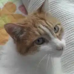 さるねこ
