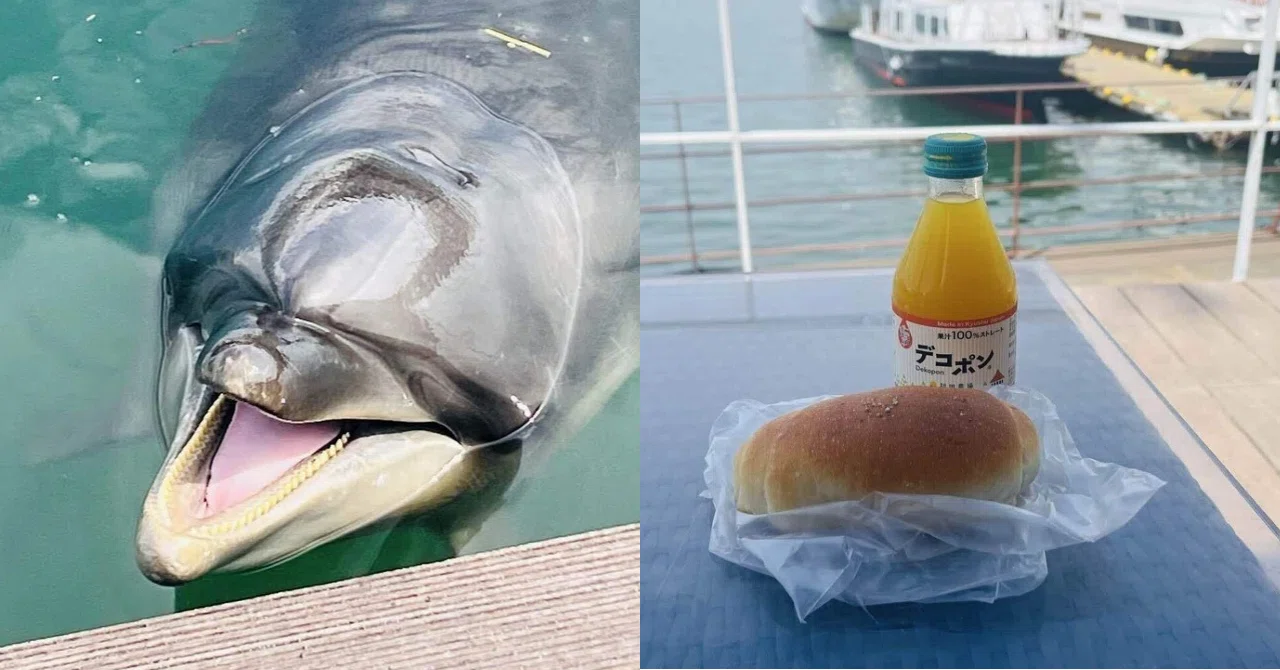Kumamoto Travelogue] Moved by exquisite salt bread and dolphins