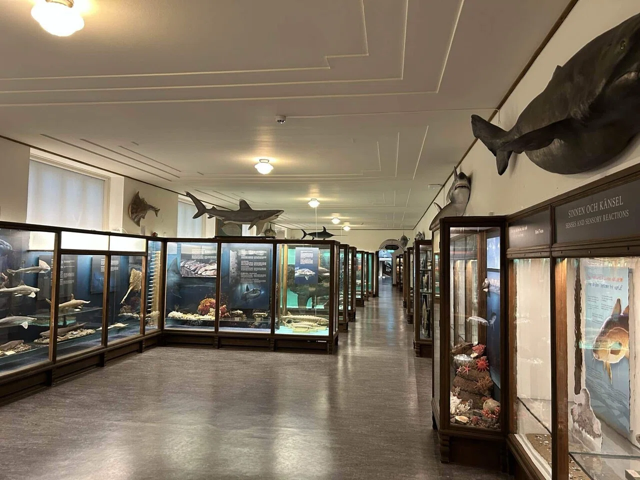 自然史博物館とクジラ｜古屋崇久