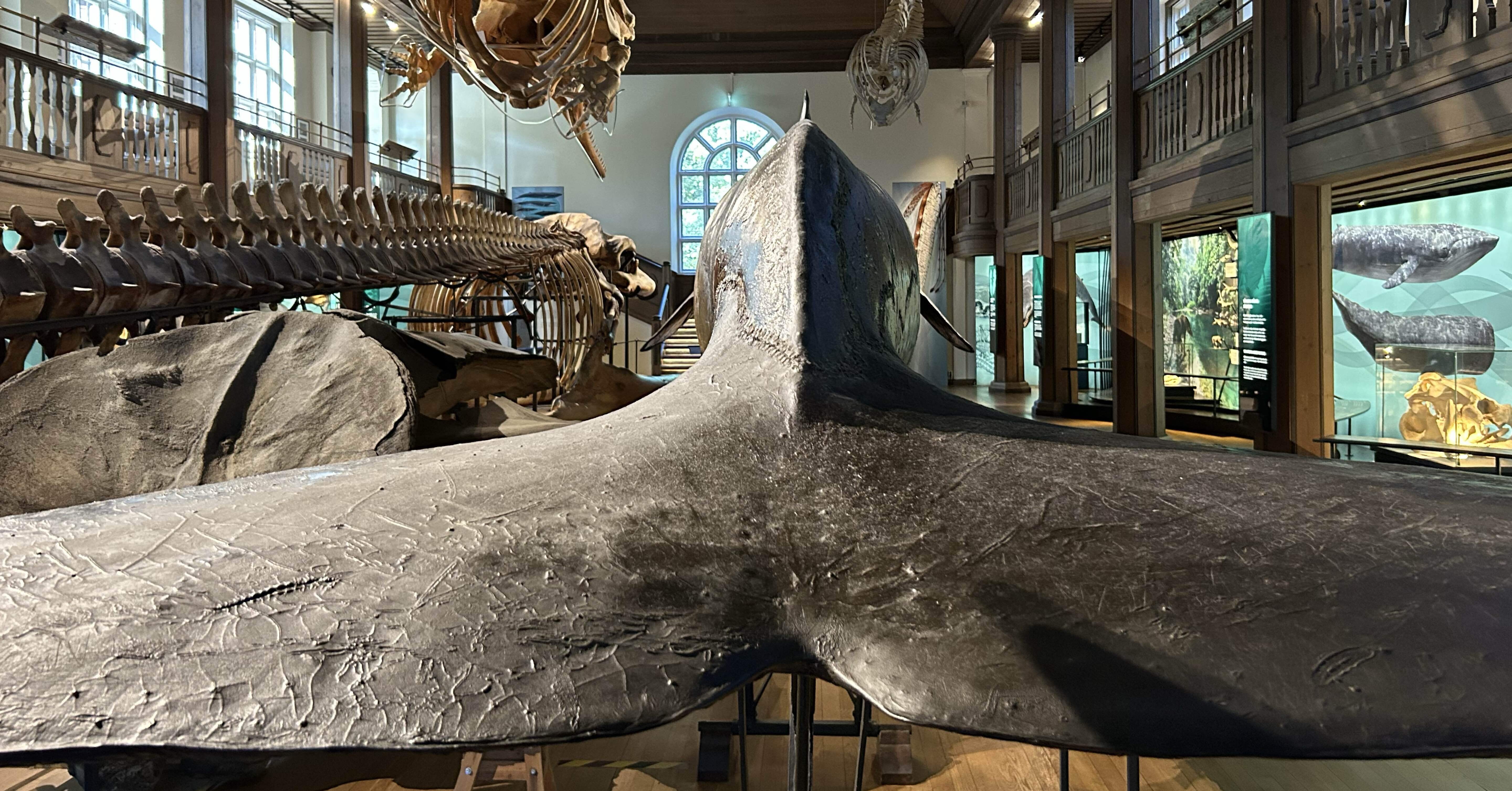 自然史博物館とクジラ｜古屋崇久