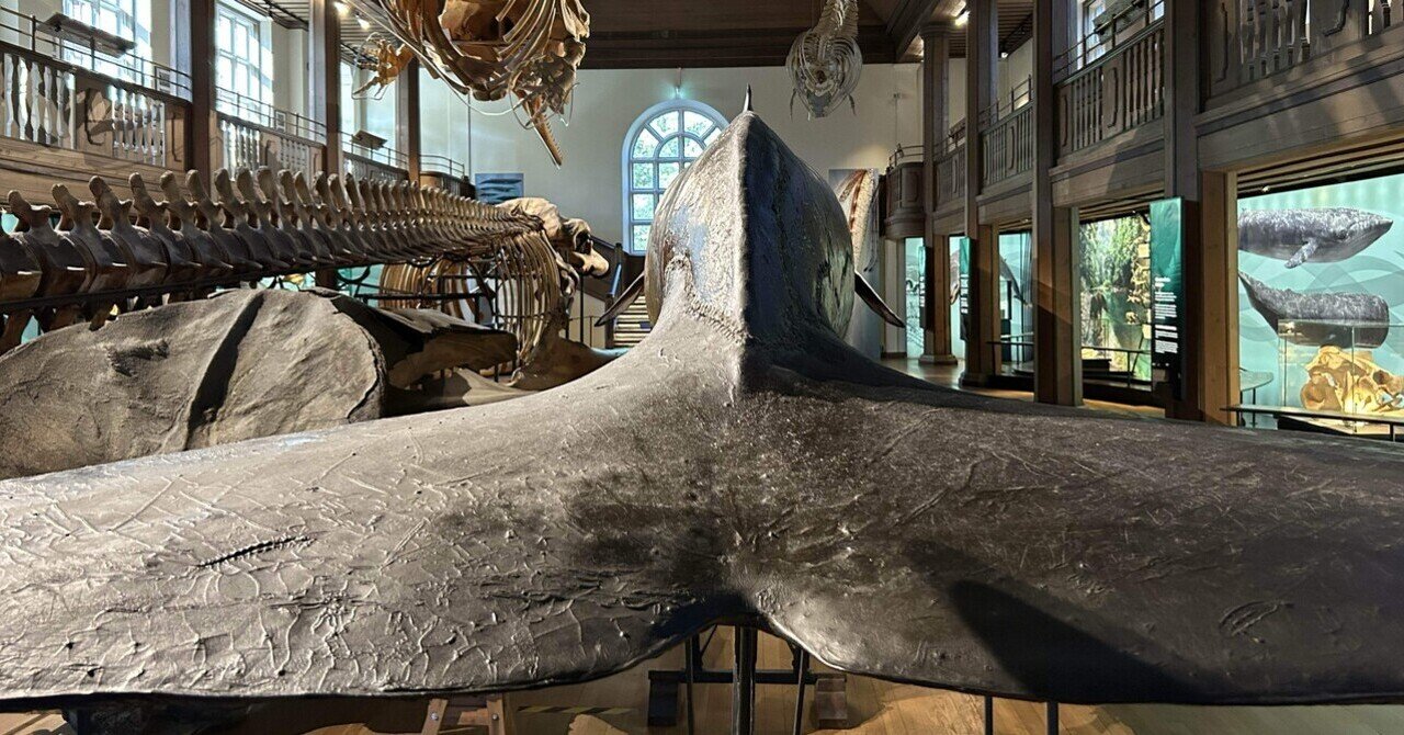 宮沢氷魚サイン入り】ほしがりやのクジラ 宮沢氷魚さん翻訳の