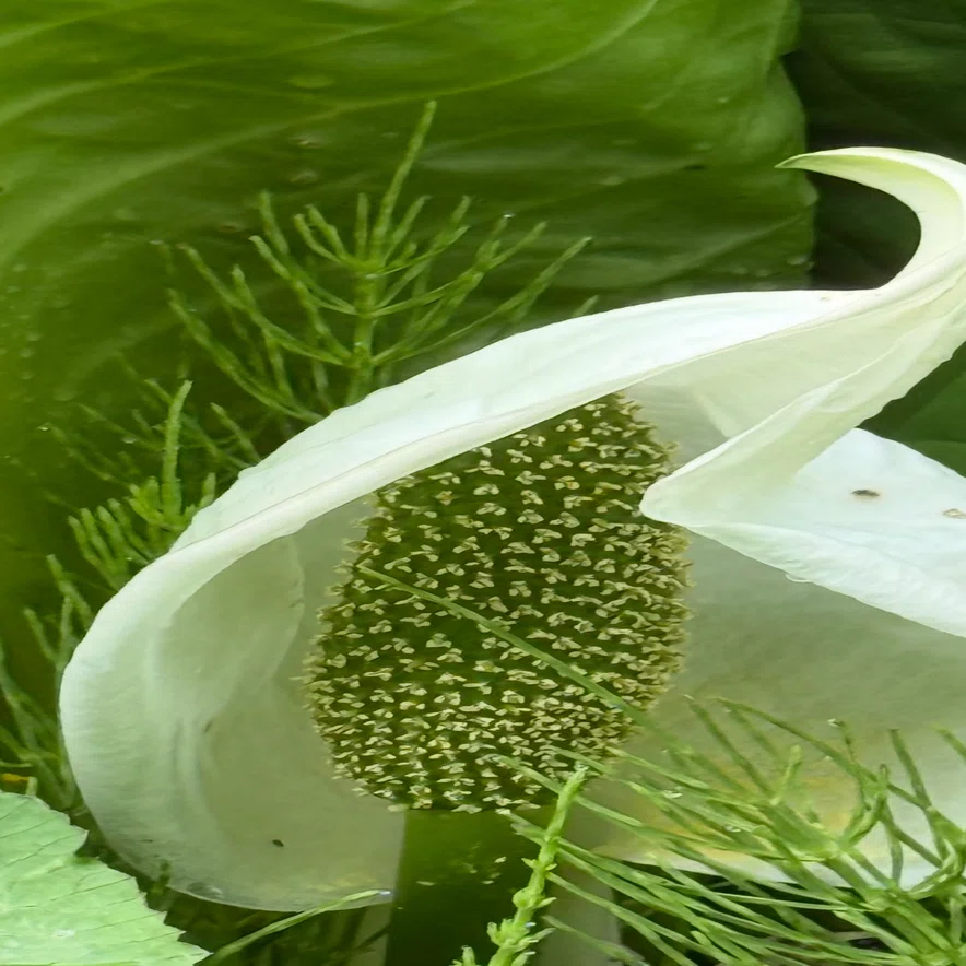 ミズバショウ この有毒で危険な植物を貪り食うのは誰？｜EGGSEED
