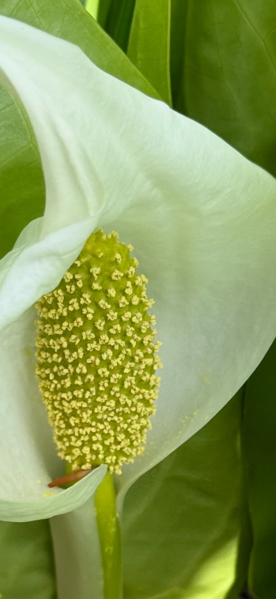ミズバショウ この有毒で危険な植物を貪り食うのは誰？｜EGGSEED