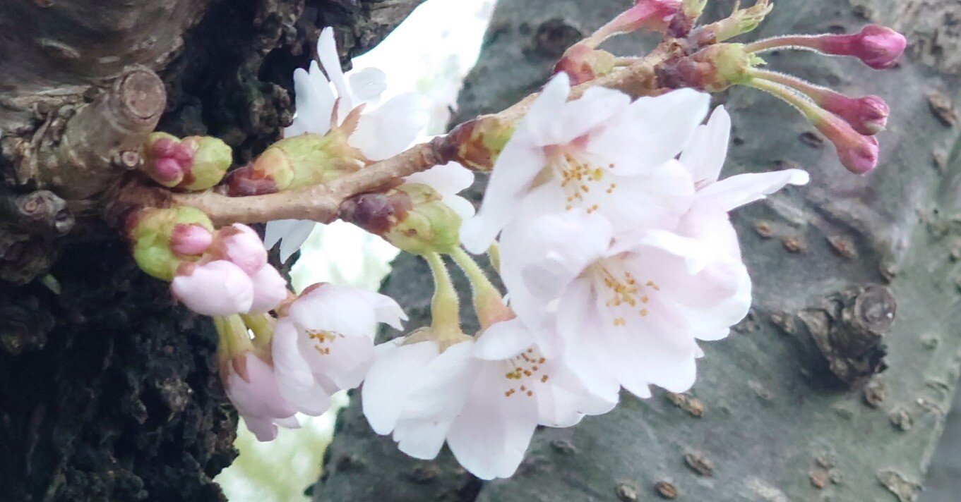 A級公認読手になってからの「ちはやふる」みたいなドラマのような