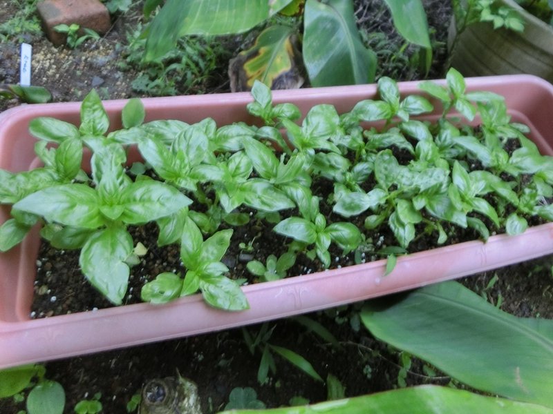 週末投稿 つれづれ有用植物 24 シソ科 メボウキ属 バジル Pingubanana Note 週末投稿 つれづれ有用植物 24 シソ科 メボウキ属 バジル Pingubanana Note