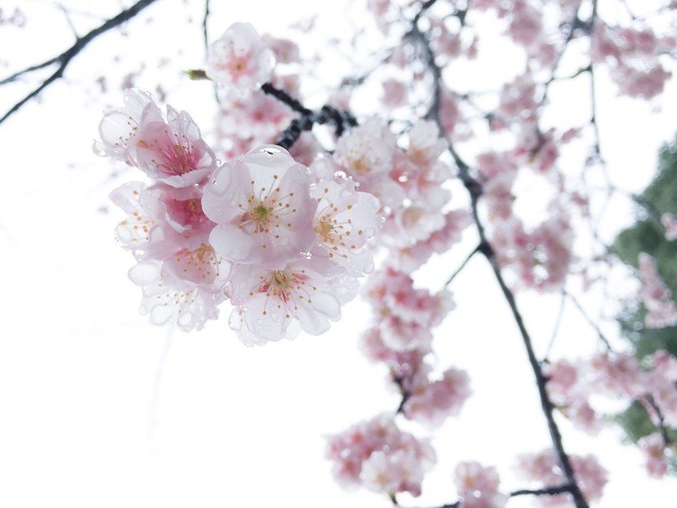 雨の日に河津桜が満開でした。#雨 #雨粒 #春 #桜 #満開 #雨
