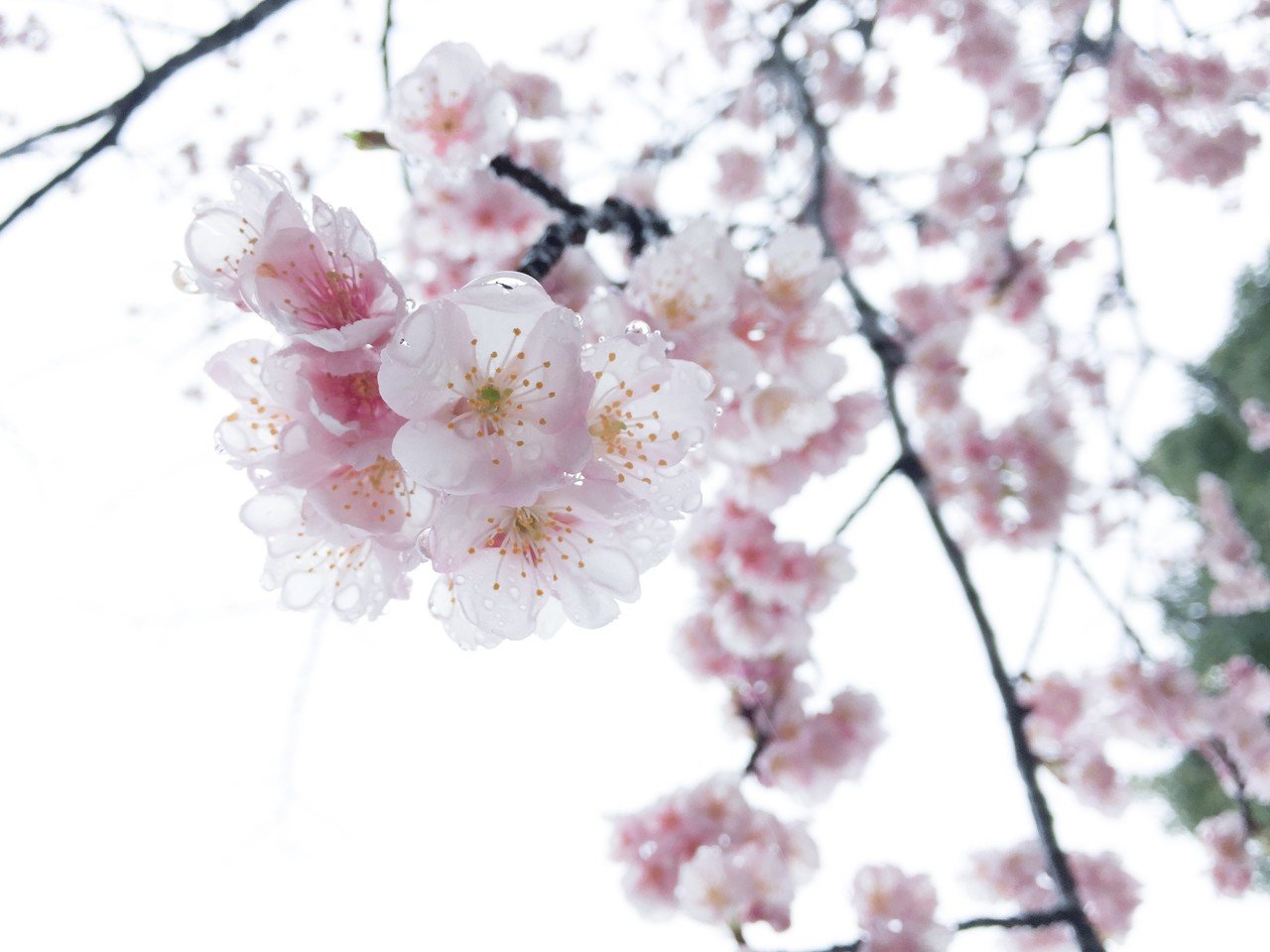 春の風景 Yuko Note
