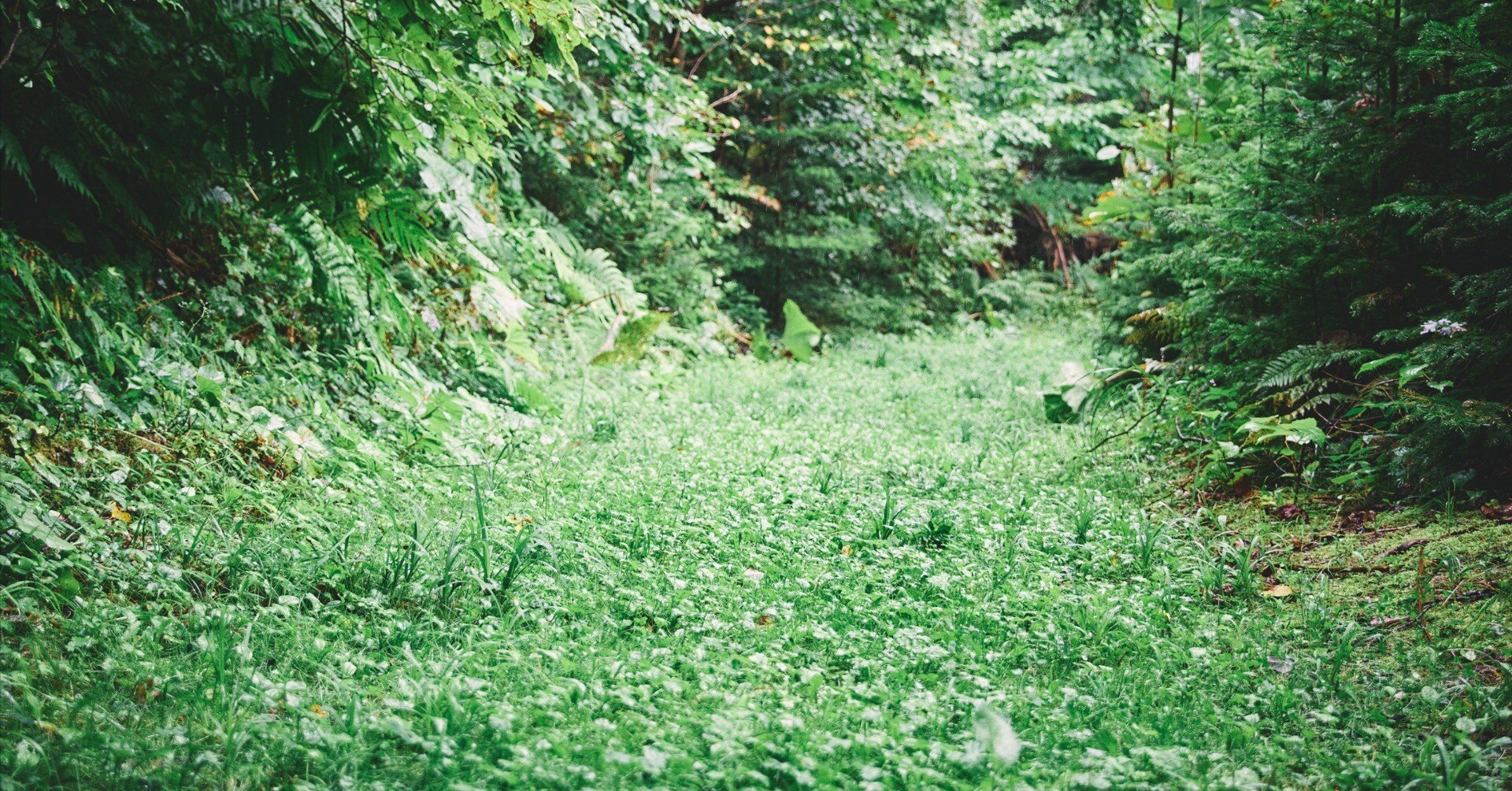 地元の自然を楽しみ、守る心を育てる草の根活動｜MOMO / ZERODAY