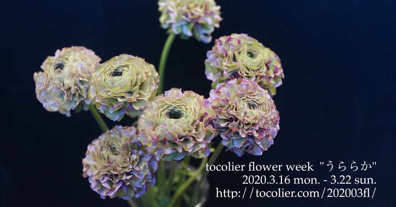 ラナンキュラスポンポンマジック の新着タグ記事一覧 Note つくる つながる とどける