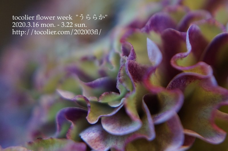 3月の花紹介 ラナンキュラス ポンポンマジック Tocolier Note 3月の花紹介 ラナンキュラス ポンポンマジック Tocolier Note