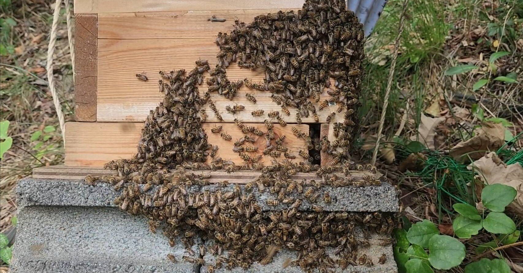 日本ミツバチ大騒ぎ！｜川崎市黒川青少年野外活動センター