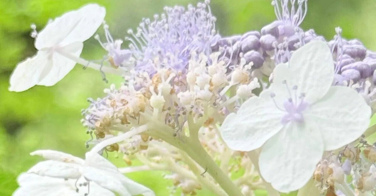 タマアジサイ 苞で花蕾を包んで守る紫陽花｜EGGSEED