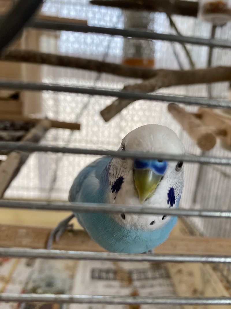 うちのインコに 名前と住所 を教えたところ りあこ Note うちのインコに 名前と住所 を教えたところ りあこ Note