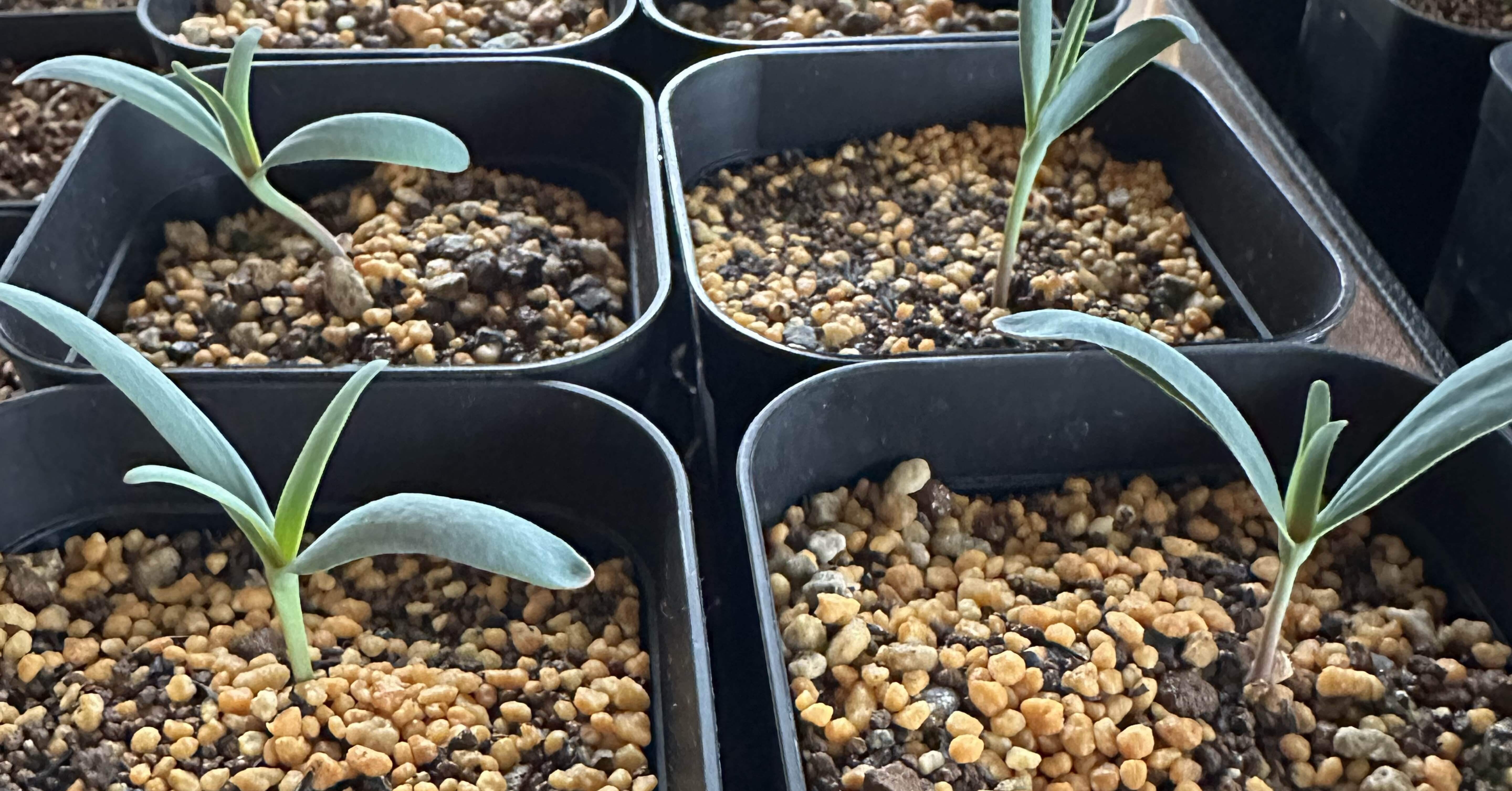 奇想天外(ウェルウィッチア ミラビリス)の実生記録｜発芽から育成まで