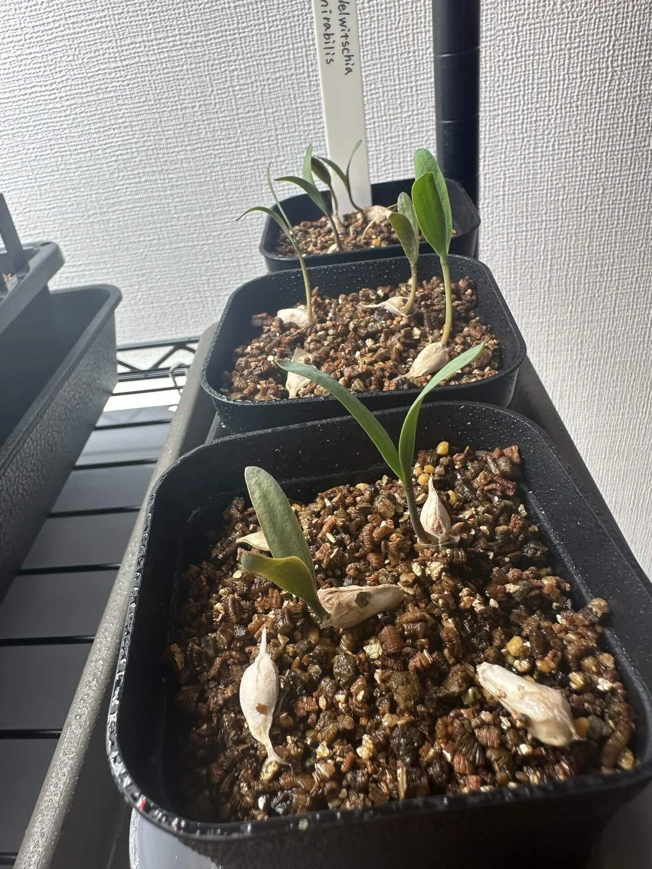 Welwitschia mirabilis Seedling Record | Updated from Germination