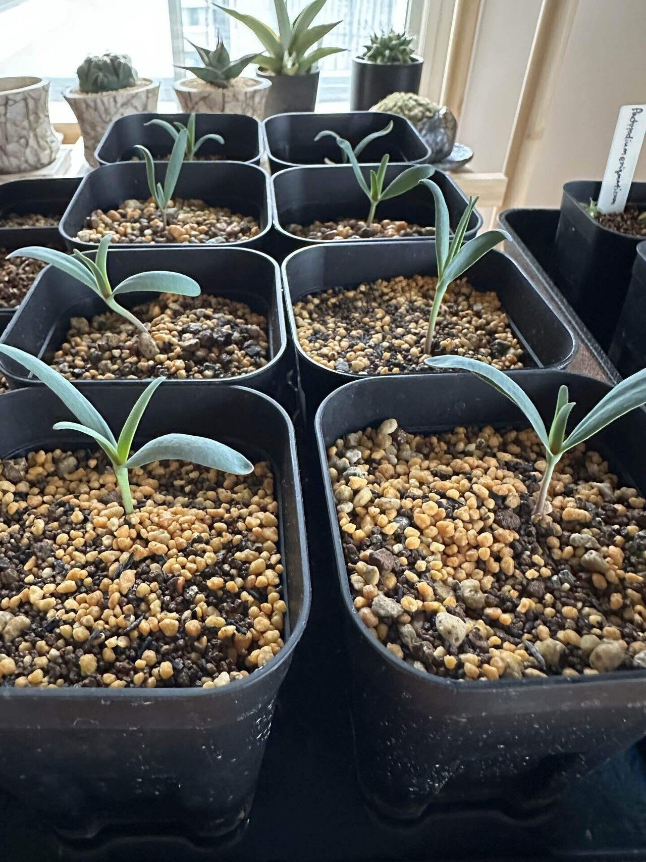 奇想天外(ウェルウィッチア ミラビリス)の実生記録｜発芽から育成まで