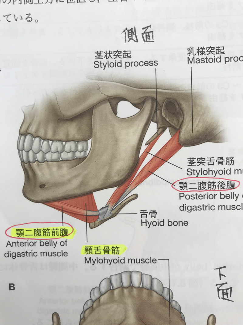 顎関節に関与する筋 マツケン 筋肉 心理 健康 Note 顎関節に関与する筋 マツケン 筋肉 心理 健康 Note