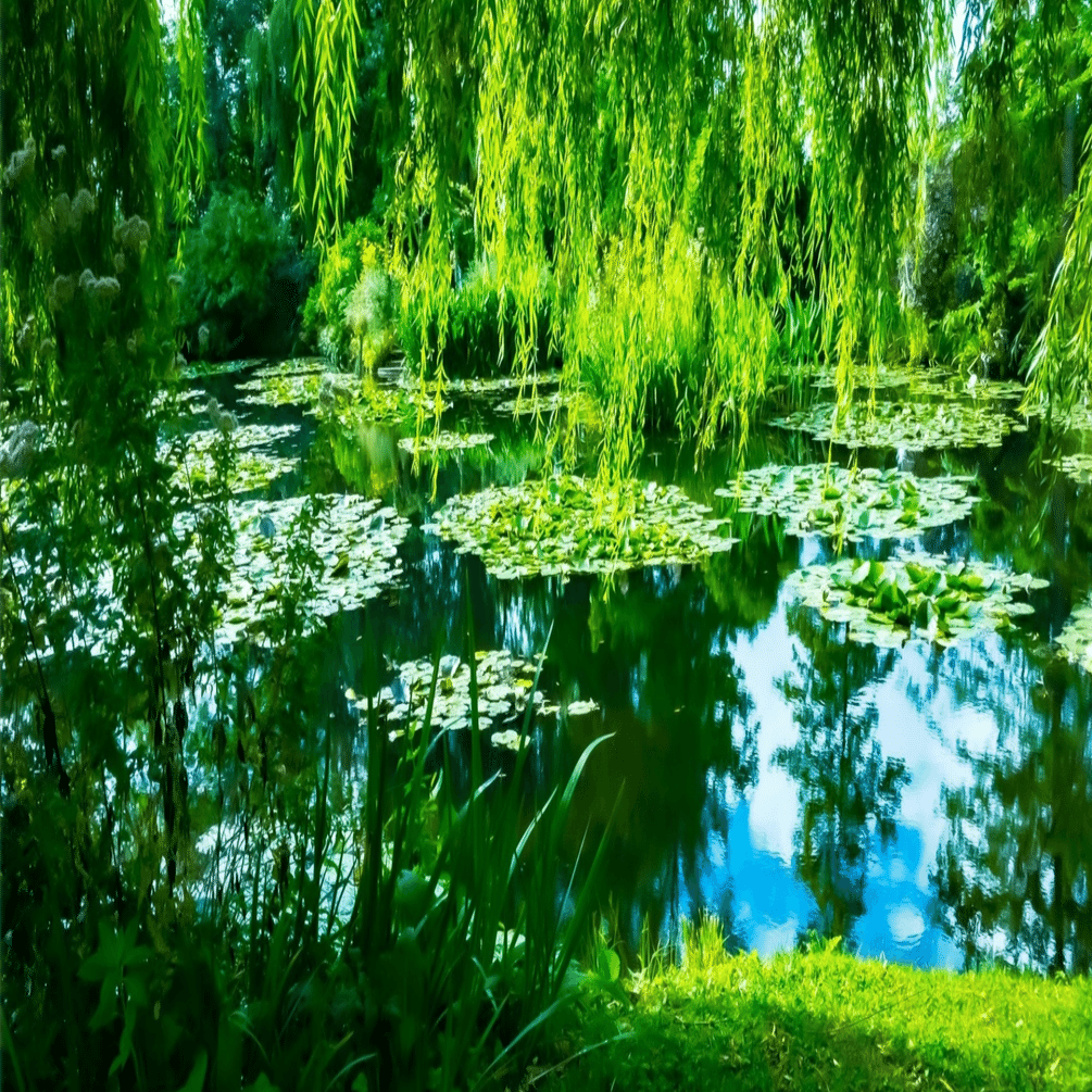 🪷 水面という境界：モネ《睡蓮》に見る精神の旅路｜磯貝波路