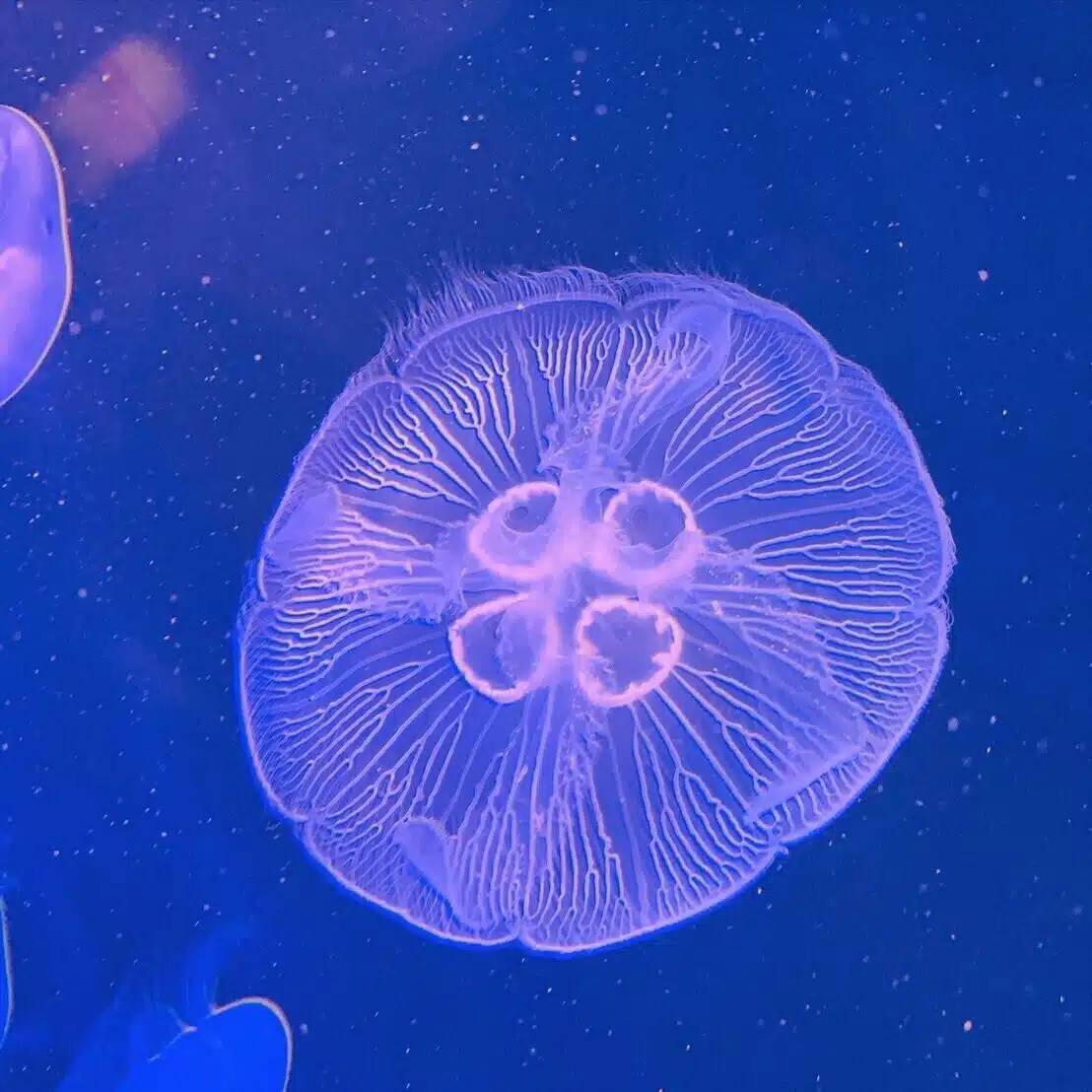 Jelly.F