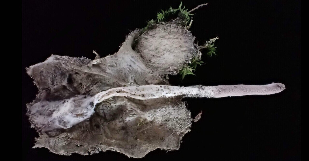 冬虫夏草　値下げ可能になりました！ 冬虫夏草 【レギュラー 30g×3袋】 大分県日田産 国産 特許取得