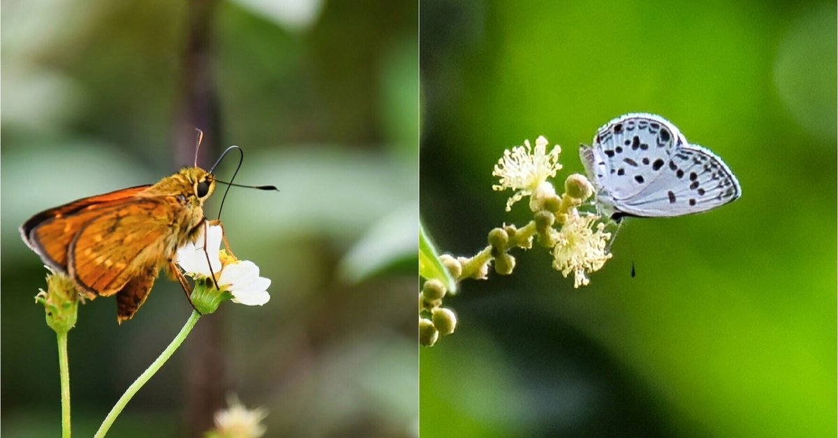 イチョウページ イチョウ葉エキス GBE-24 バランスターWZ フタアミン 2H2D
