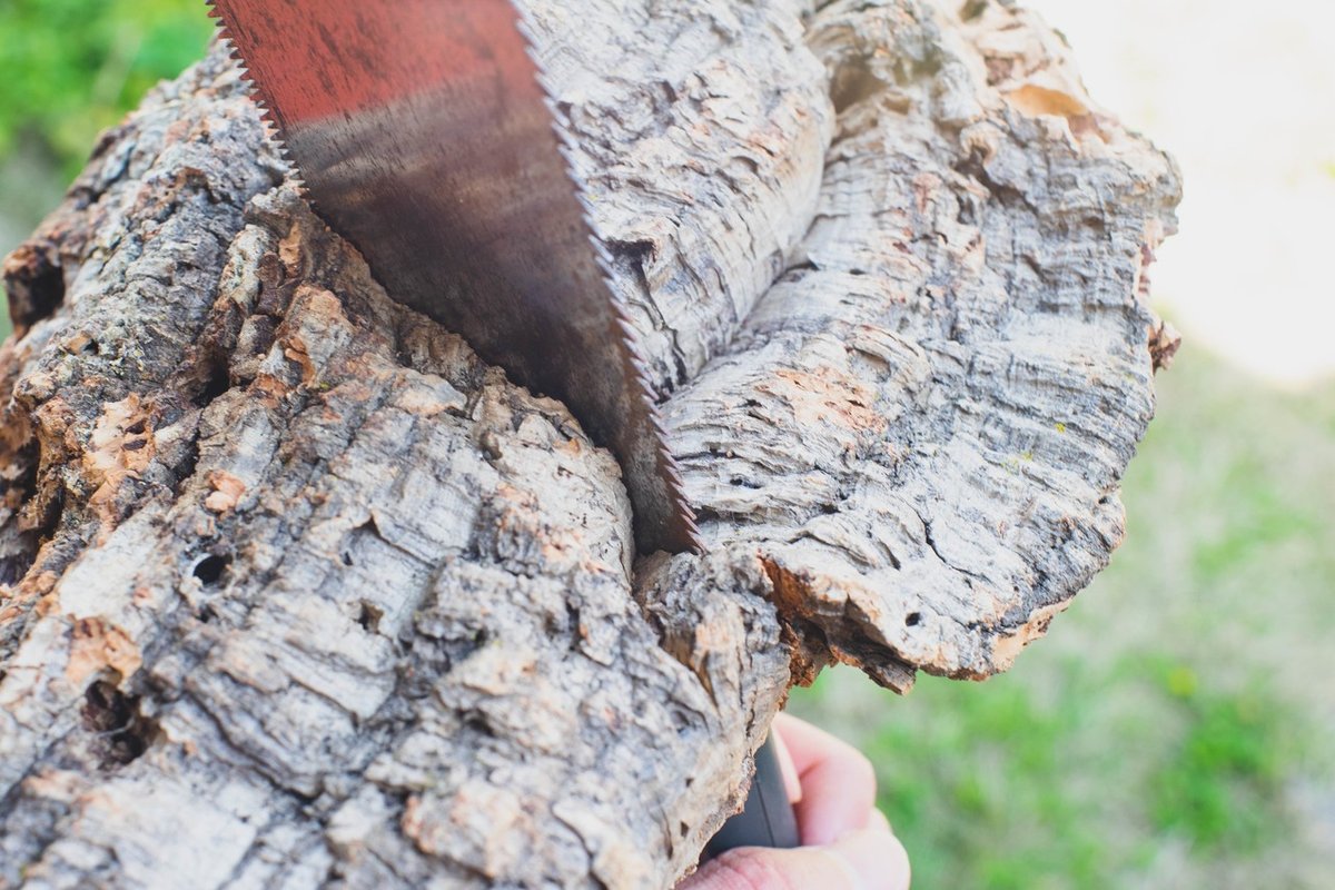 風蘭のコルク付け｜ごとう.