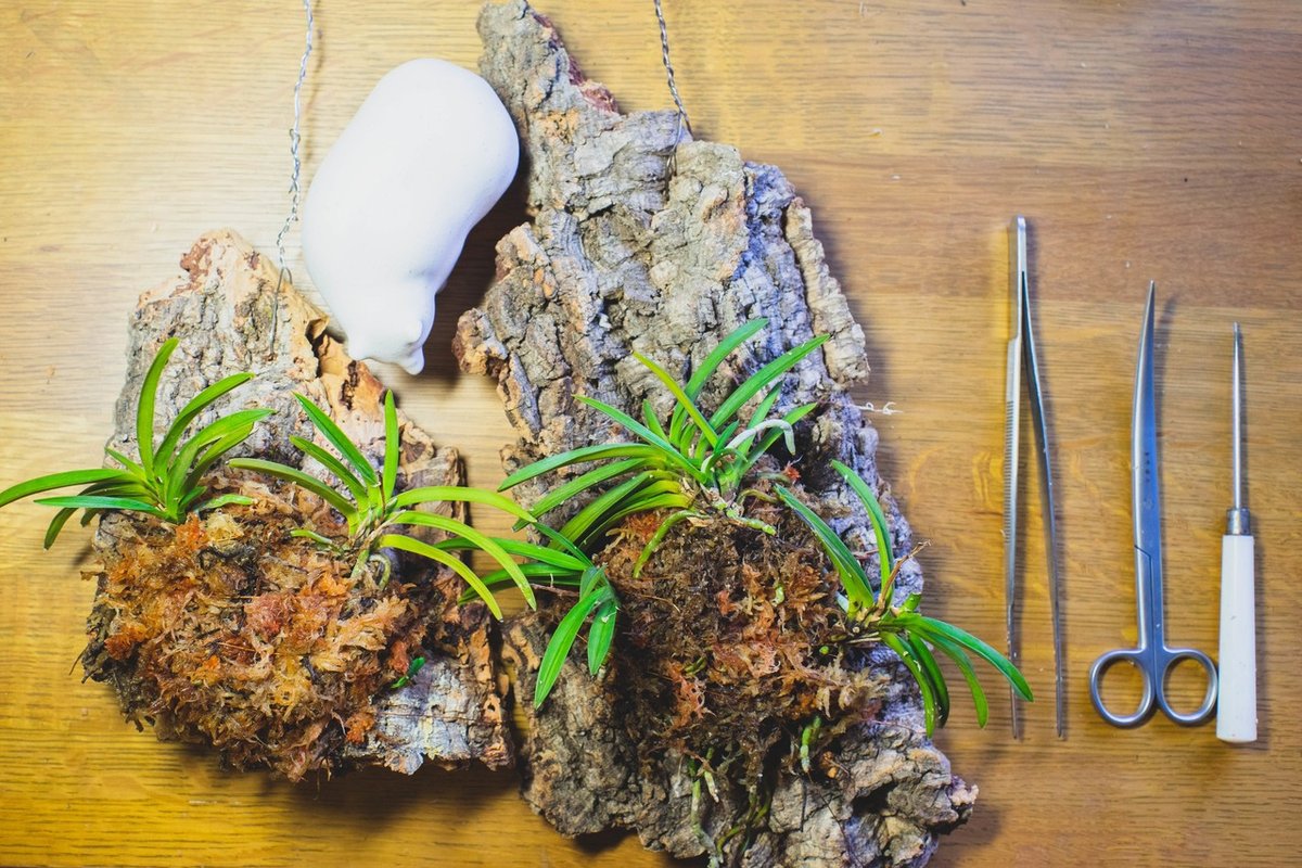 風蘭大株　流木付き 風蘭大株 流木付き