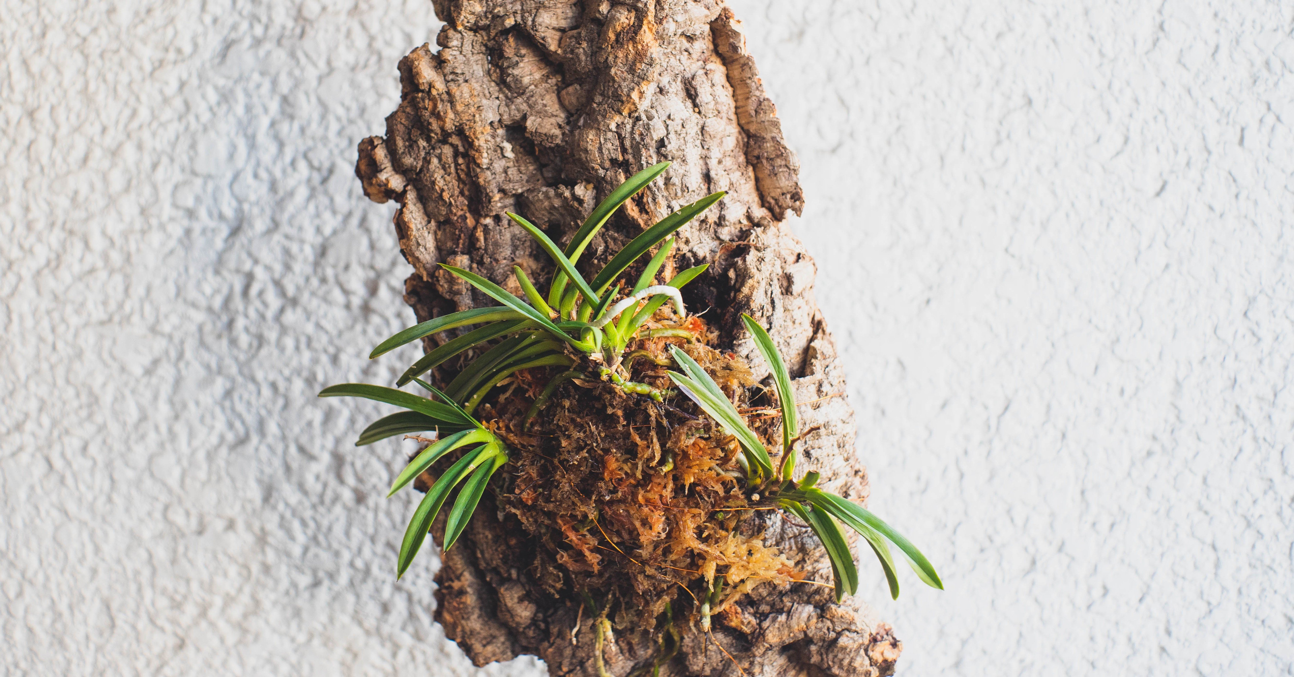 風蘭のコルク付け｜ごとう.