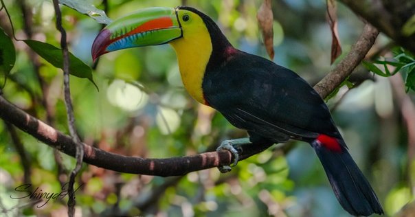 太った鳥 I'll never find it! Zuu-chan the African grey parrot goes
