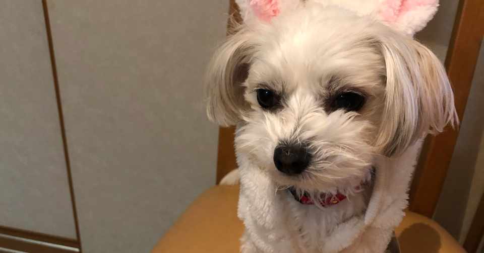 中国語がわからないおかげで詐欺を回避できた Saaataso Note