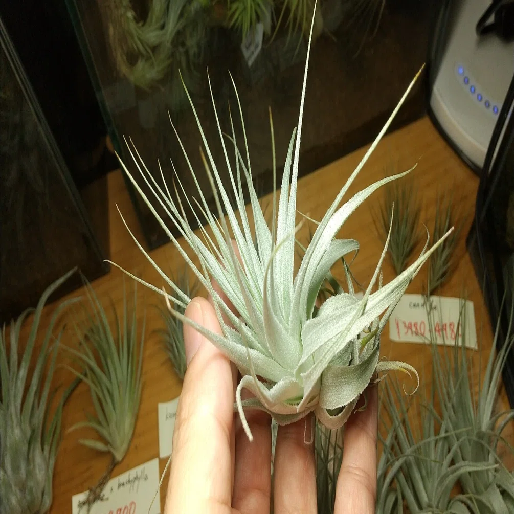 チランジア入荷リスト8/27｜NatureGarden🌿神田