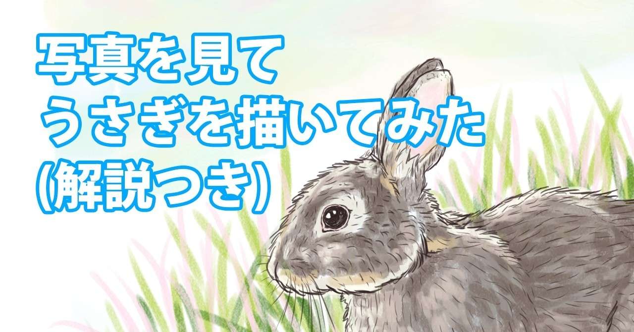 写真を見てうさぎを描いてみた 解説つき Note0061 イラストレーターryo Note