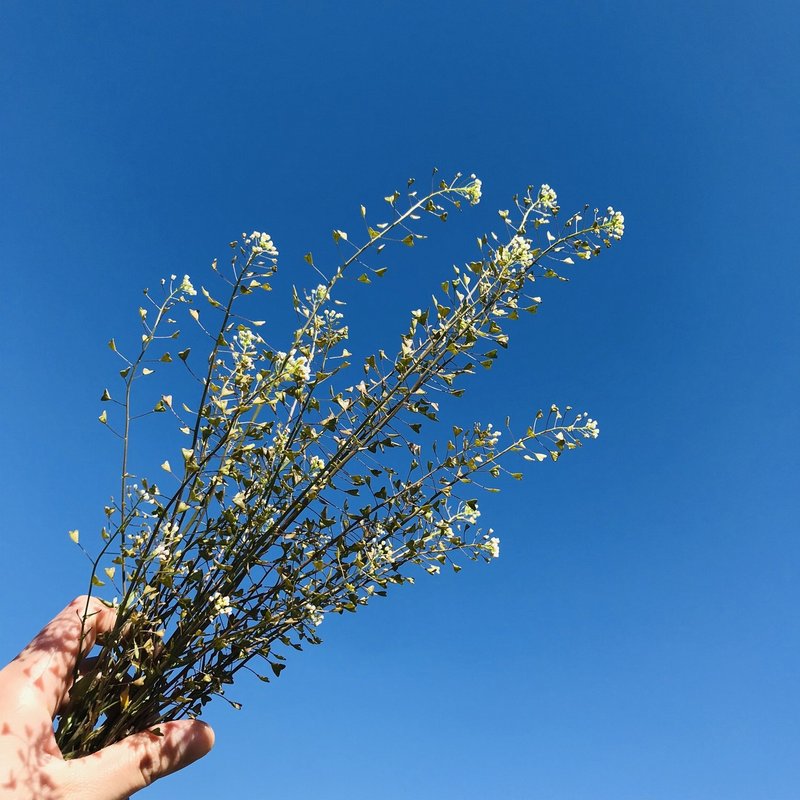 実践レポート 花屋は雑草をブーケにできるか Juneray Note 実践レポート 花屋は雑草をブーケにできるか Juneray Note
