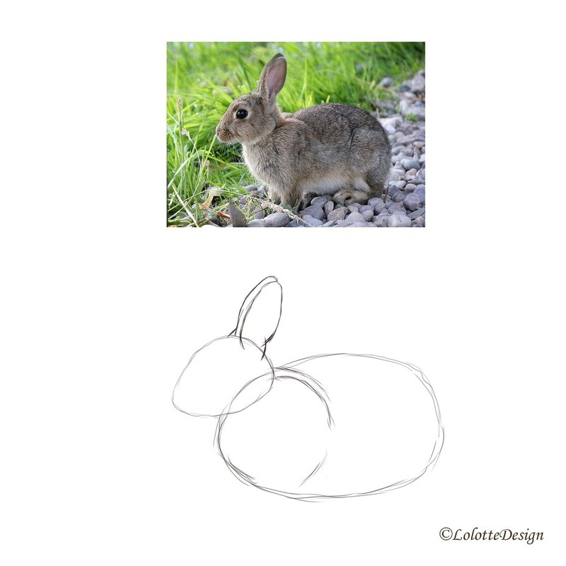 写真を見てうさぎを描いてみた 解説つき Note0061 アニマルイラストレーターryo Note