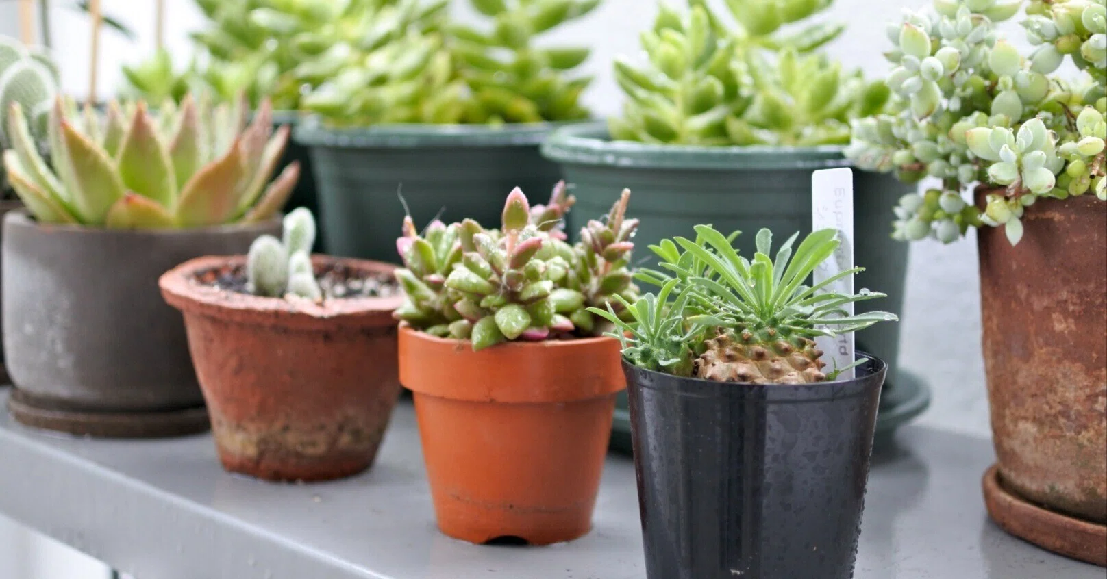 冬になると土が乾かず観葉植物の調子が悪い場合、土や鉢を変えるとよ