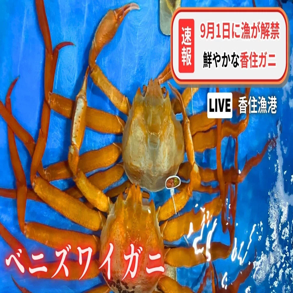 本日、2025年9月5日も活気あふれる香住ガニの競り！｜株式会社 丸近