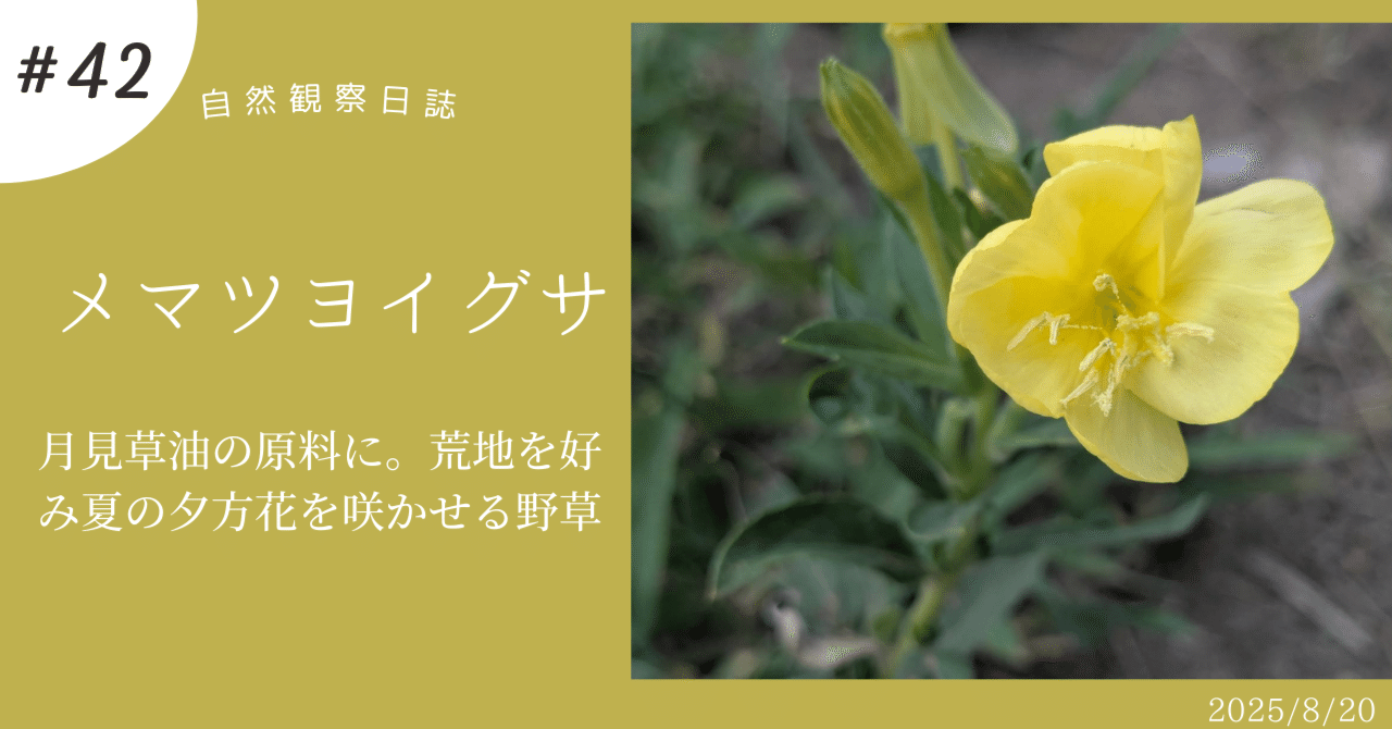 メマツヨイグサ 月見草油の原料！荒地を好み、夏の夕方花を咲かせる