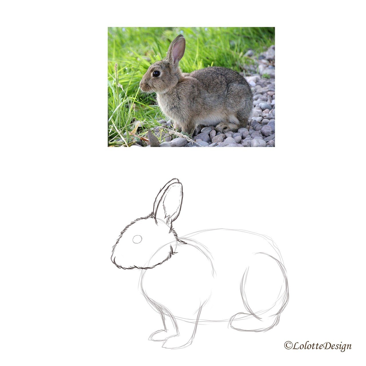 写真を見てうさぎを描いてみた 解説つき Note0061 Ryo Nft Illustrator Note