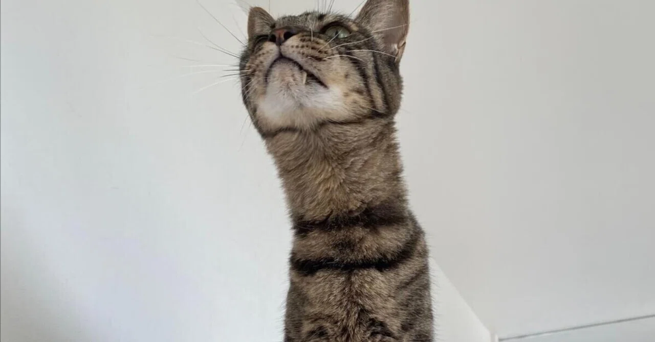 なんという長さ」「首にゃが族」 何かを真剣に見つめる猫の姿が