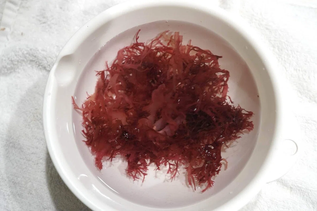 【毎日更新】余った鶏皮がごちそうに！とさかのりと鶏皮の酢もつ風 50日間海藻チャレンジ#05｜ともだあゆ I 農業ライター